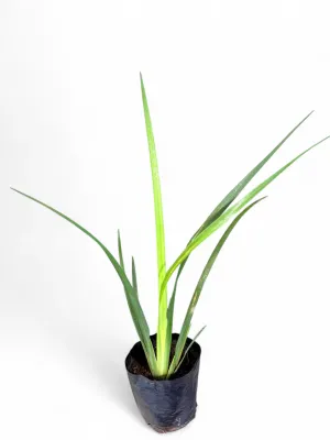 Dietes Grandiflora "Butterfly Iris" 4Liter