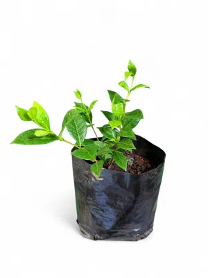 Trachelospermum Jasminoides "Star Jasmine" 4Liter Trachelospermum Jasminoides "Star Jasmine" 4Liter