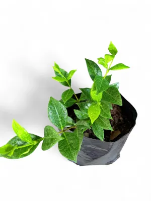 Trachelospermum Jasminoides "Star Jasmine" 4Liter