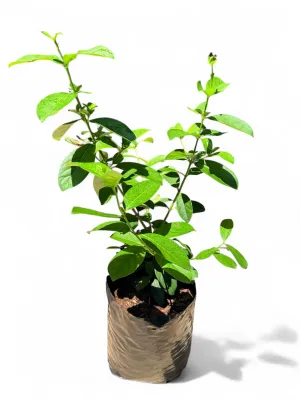 Viburnum Odoratissimum Sinensis "Sweet Viburnum" 20Liter