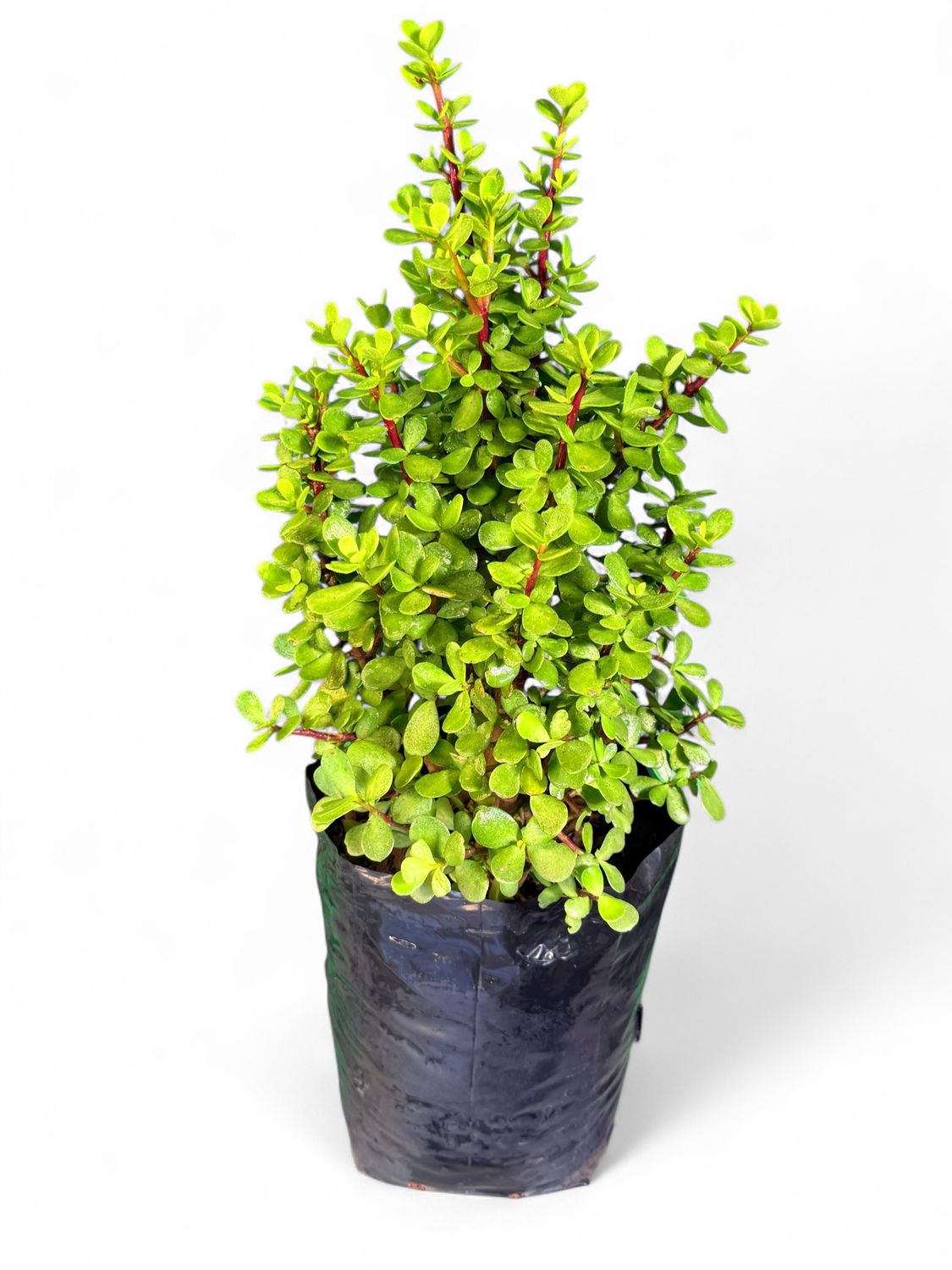 Portulacaria Afra "Spekboom" 10Liter