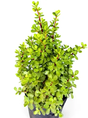 Portulacaria Afra "Spekboom" 10Liter