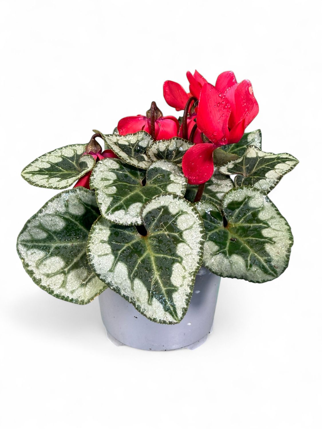 Cyclamen Persicum "Florist's Cyclamen" Mixed Colours 9cmPot