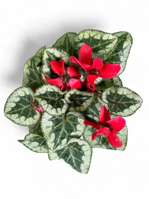 Cyclamen Persicum "Florist's Cyclamen" Mixed Colours 9cmPot