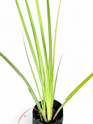 Dietes Bicolor "Fortnight Lily" 4Liter