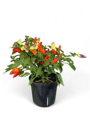 Capsicum Annuum Acapulco "Ornamental Chilli" 14cmPot