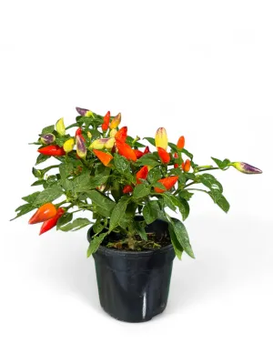 Capsicum Annuum Acapulco "Ornamental Chilli" 14cmPot