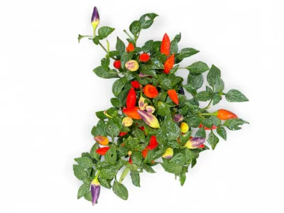 Capsicum Annuum Acapulco "Ornamental Chilli" 14cmPot