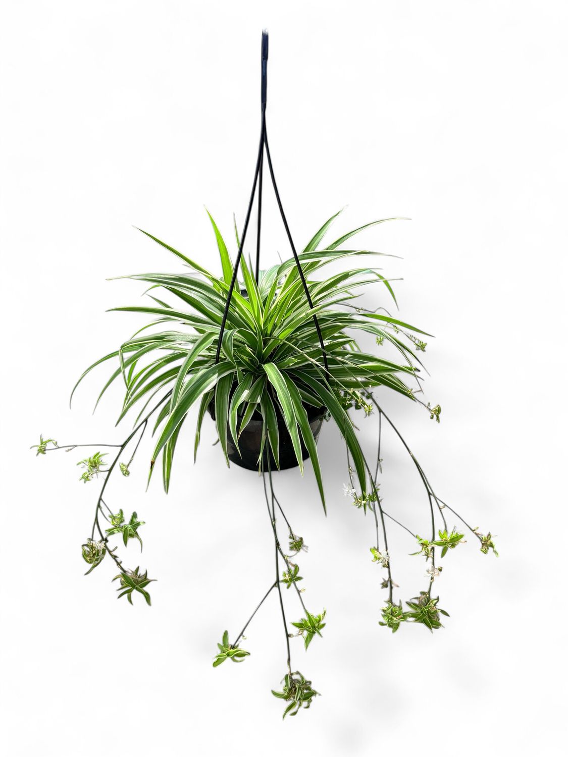 Chlorophytum Comosum "Hen &amp; Kuiken" 19cmHanging Basket