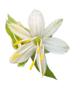 Chlorophytum Comosum "Hen &amp; Kuiken" 20cmHanging Basket