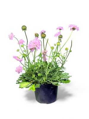 Scabiosa Columbaria "Pink Pincushion Flower" 17cmPot