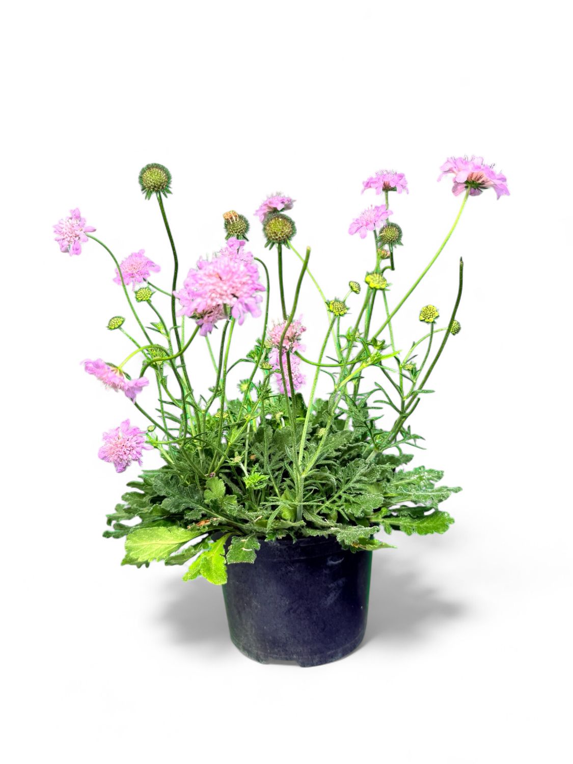 Scabiosa Columbaria "Pink Pincushion Flower" 17cmPot