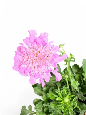 Scabiosa Columbaria "Pink Pincushion Flower" 17cmPot