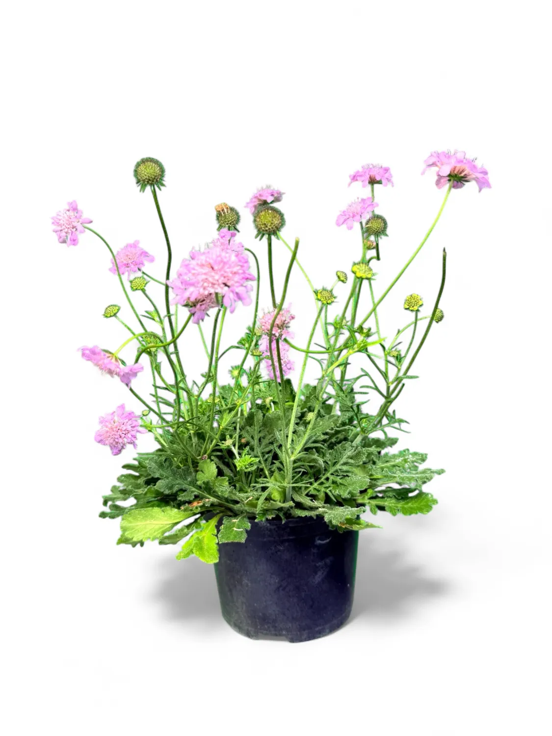 Scabiosa Columbaria "Pink Pincushion Flower" 17cmPot