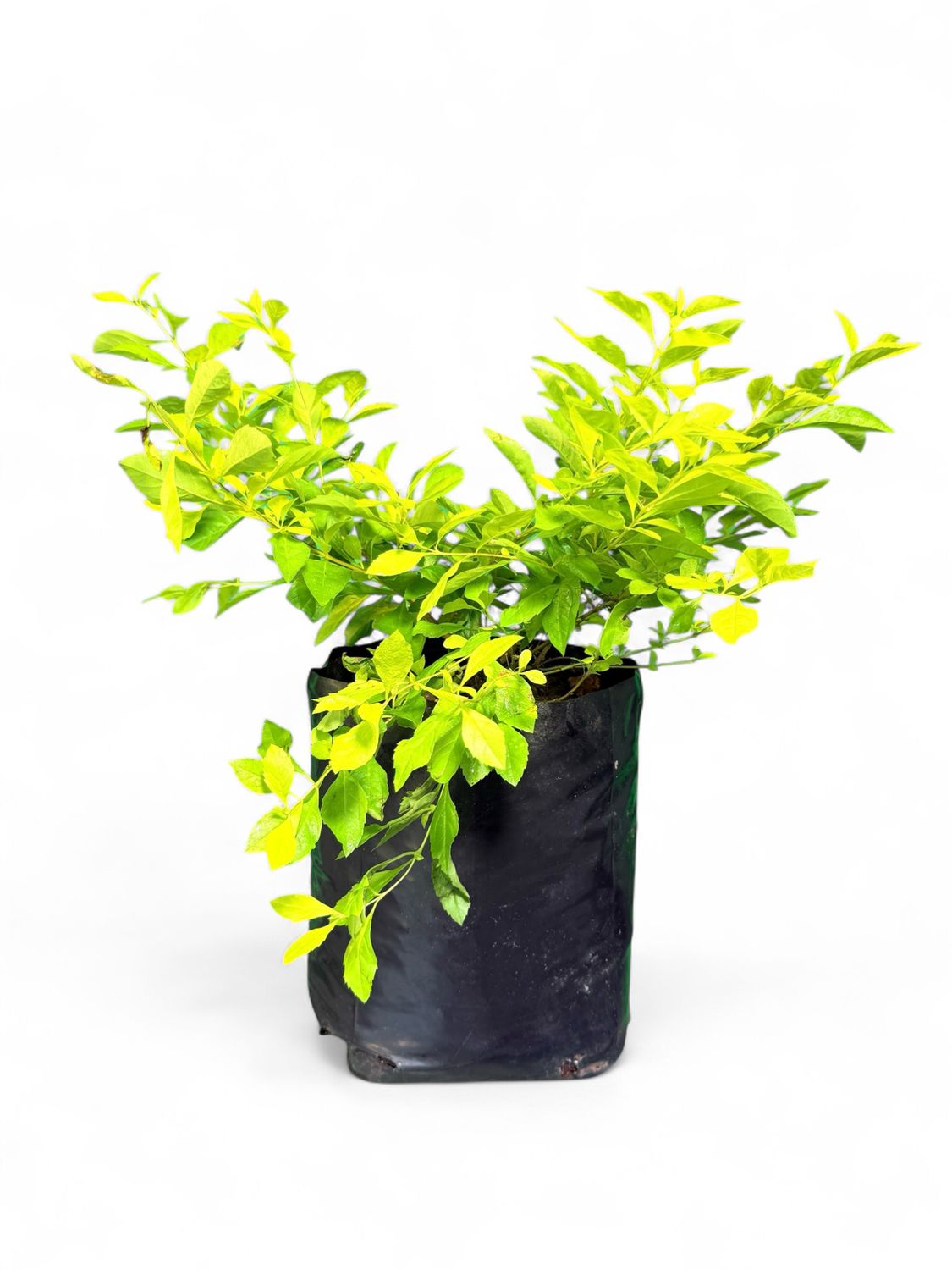 Duranta Erecta "Sheena's Gold" 10Liter