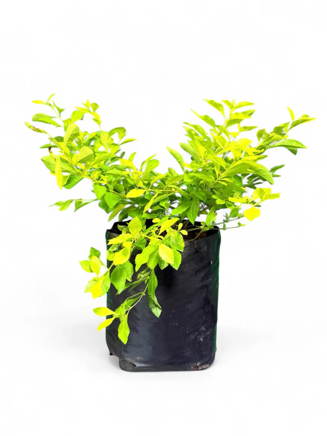 Duranta Erecta "Sheena's Gold" 10Liter