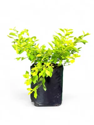 Duranta Erecta "Sheena's Gold" 10Liter
