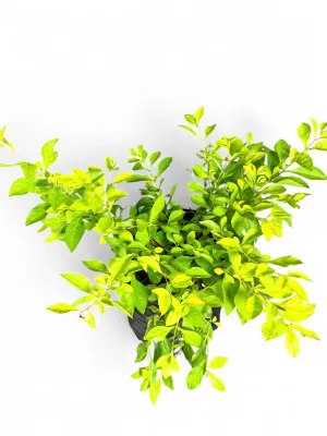 Duranta Erecta "Sheena's Gold" 10Liter