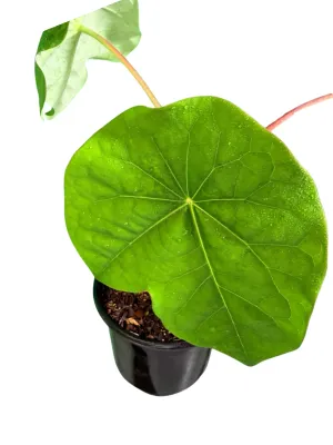 Jatropha Podagrica "Buddha Belly Plant" 12cmPot