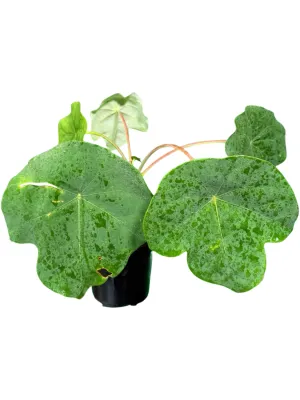 Jatropha Podagrica "Buddha Belly Plant" 12cmPot