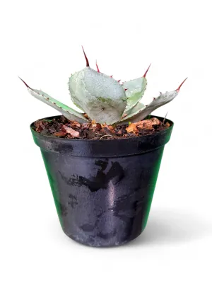 Agave Parryi Truncata "Artichoke Agave" 15cmPot
