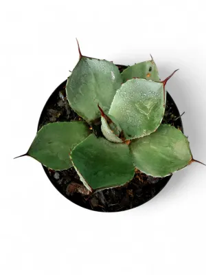 Agave Parryi Truncata "Artichoke Agave" 15cmPot