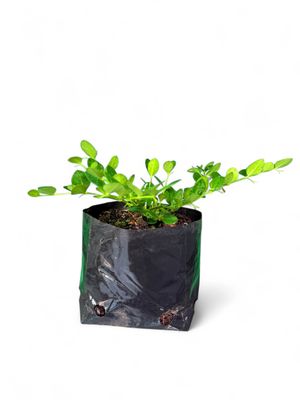 Carissa Macrocarpa "Green Carpet Carissa" 4Liter