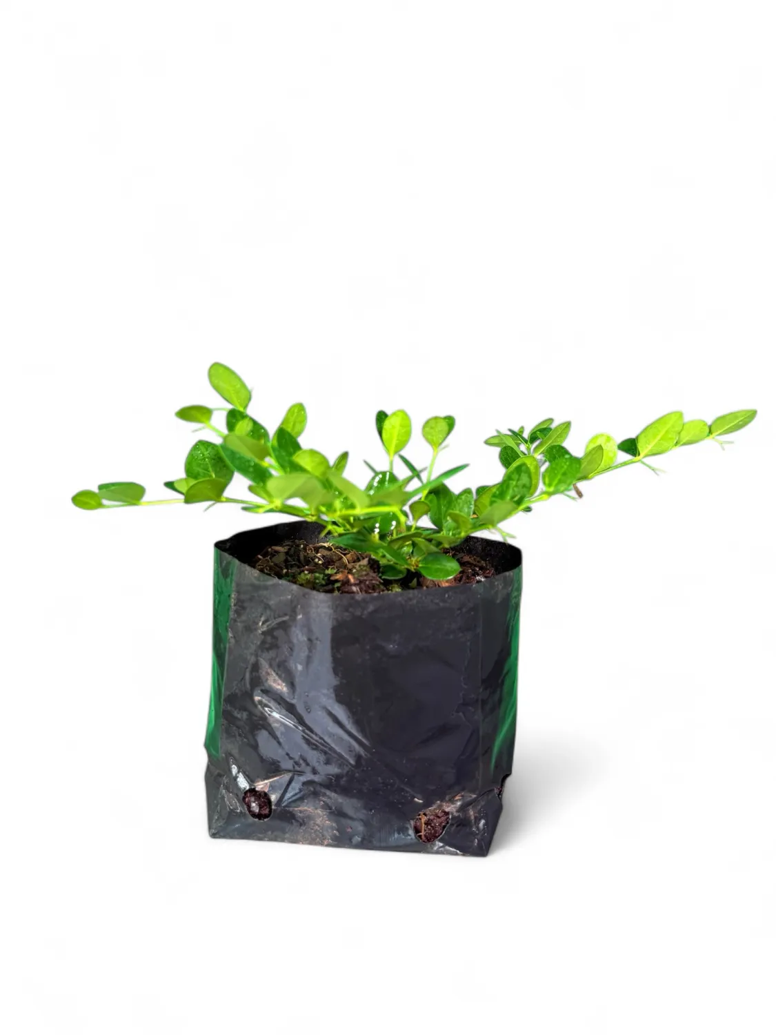 Carissa Macrocarpa "Green Carpet Carissa" 4Liter