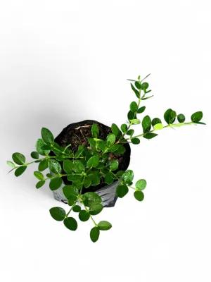 Carissa Macrocarpa "Green Carpet Carissa" 4Liter