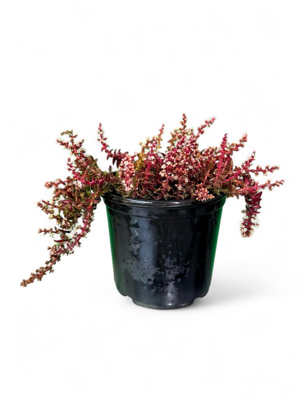 Crassula Capitella Thyrsiflora "Red Pagoda" 12cmPot