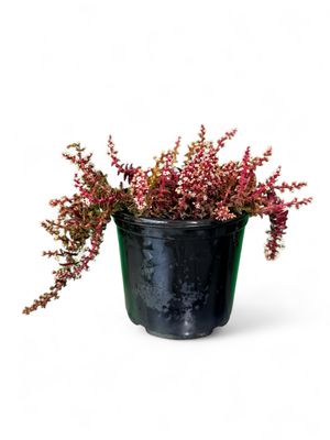 Crassula Capitella Thyrsiflora "Red Pagoda" 12cmPot Crassula Capitella Thyrsiflora "Red Pagoda" 12cmPot