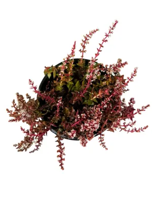 Crassula Capitella Thyrsiflora "Red Pagoda" 12cmPot