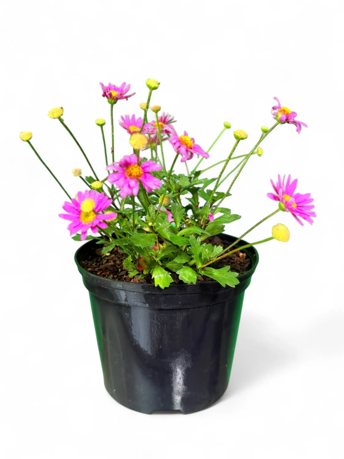 Brachyscome "Pink Swan River Daisy" 4Liter