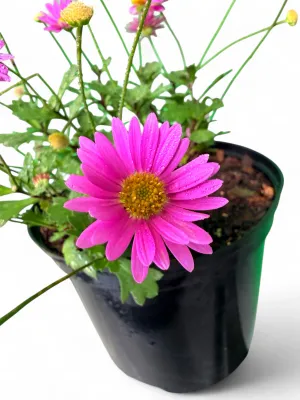 Brachyscome "Pink Swan River Daisy" 4Liter