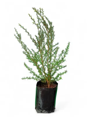 Leptospermum Scoparium "Red Tea Bush' 4Liter