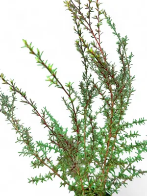 Leptospermum Scoparium "Red Tea Bush' 4Liter