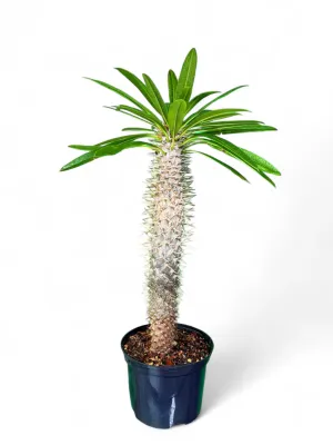 Pachypodium Lamerei "Halfmens" 19cmPot