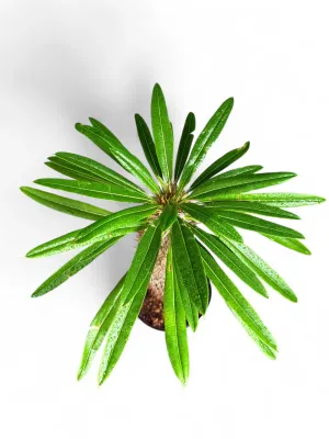 Pachypodium Lamerei "Halfmens" 19cmPot
