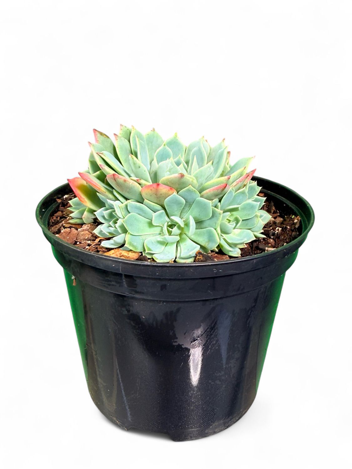 Echeveria Elegans "Mexican Snowball" 15cmPot