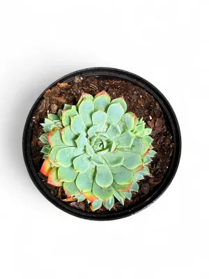 Echeveria Elegans "Mexican Snowball" 15cmPot