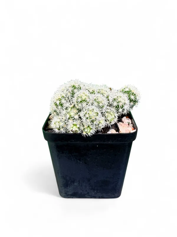 Mammillaria Gracilis "Thimble Cactus" 8cmPot