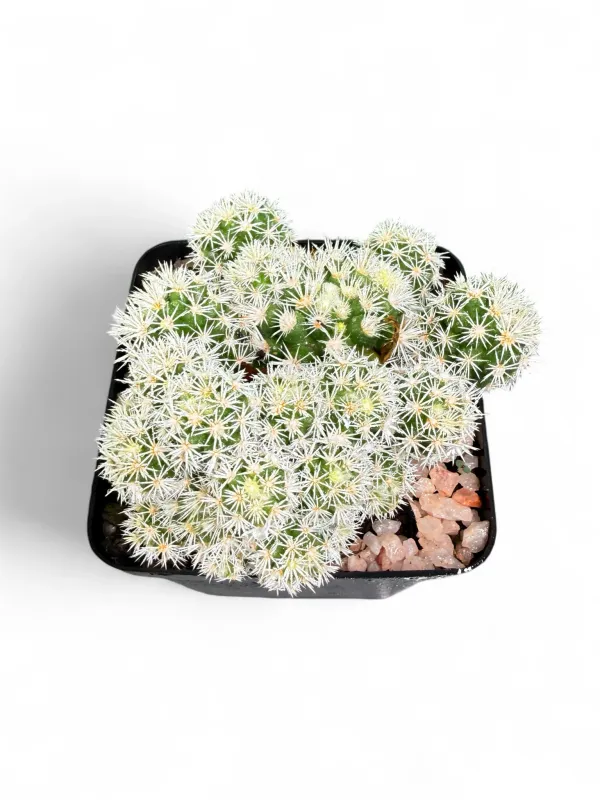 Mammillaria Gracilis "Thimble Cactus" 8cmPot