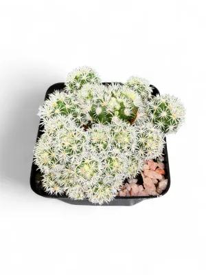 Mammillaria Gracilis "Thimble Cactus" 8cmPot