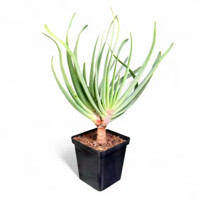 Kumara Plicatilis "Fan Aloe" 12cmPot