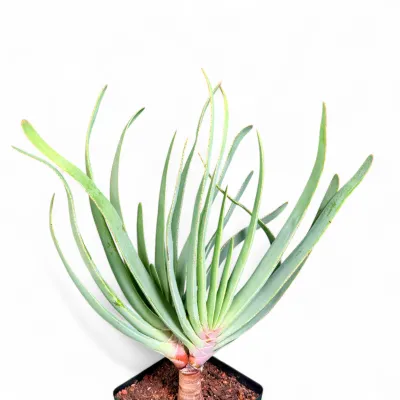 Kumara Plicatilis "Fan Aloe" 12cmPot