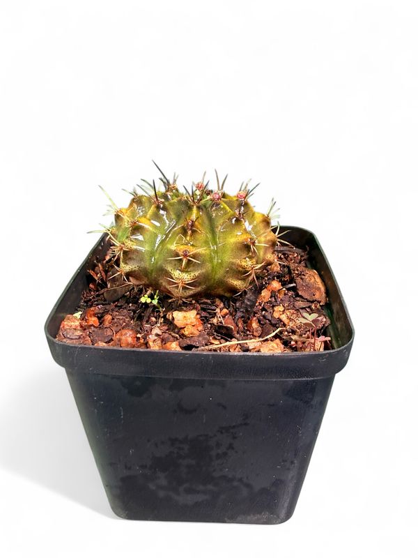 Gymnocalycium Mihanovichii "Chin Cactus" 8cmPot