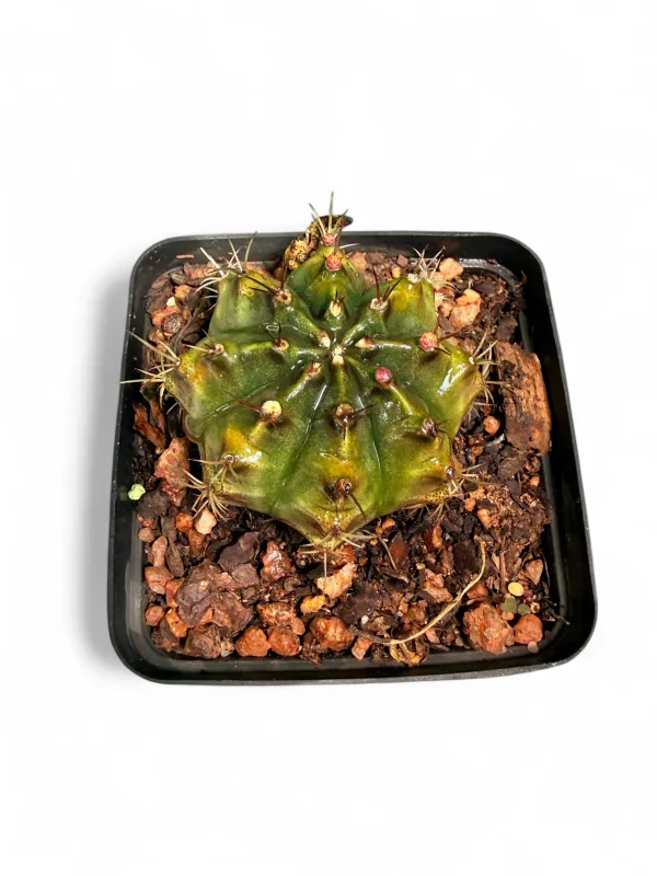 Gymnocalycium Mihanovichii "Chin Cactus" 8cmPot