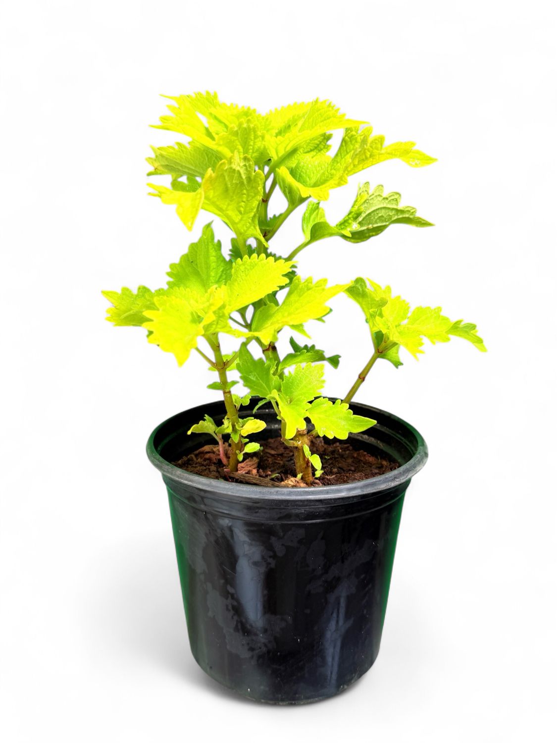 Coleus Scutellarioides "Lime Coleus" 15cmPot