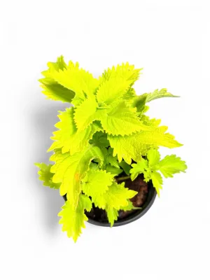 Coleus Scutellarioides "Lime Coleus" 15cmPot