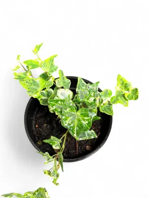 Hedera Helix Baltica "Baltic Ivy" 1Liter